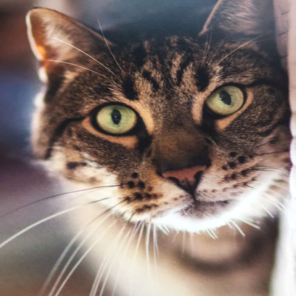 Meet your Posher, Ddebra